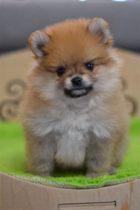 pomeranian puppies for sale miami|More.